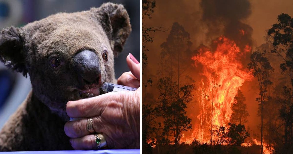 Koalas Are Getting Treatment For Burns And Dehydration Which They ...