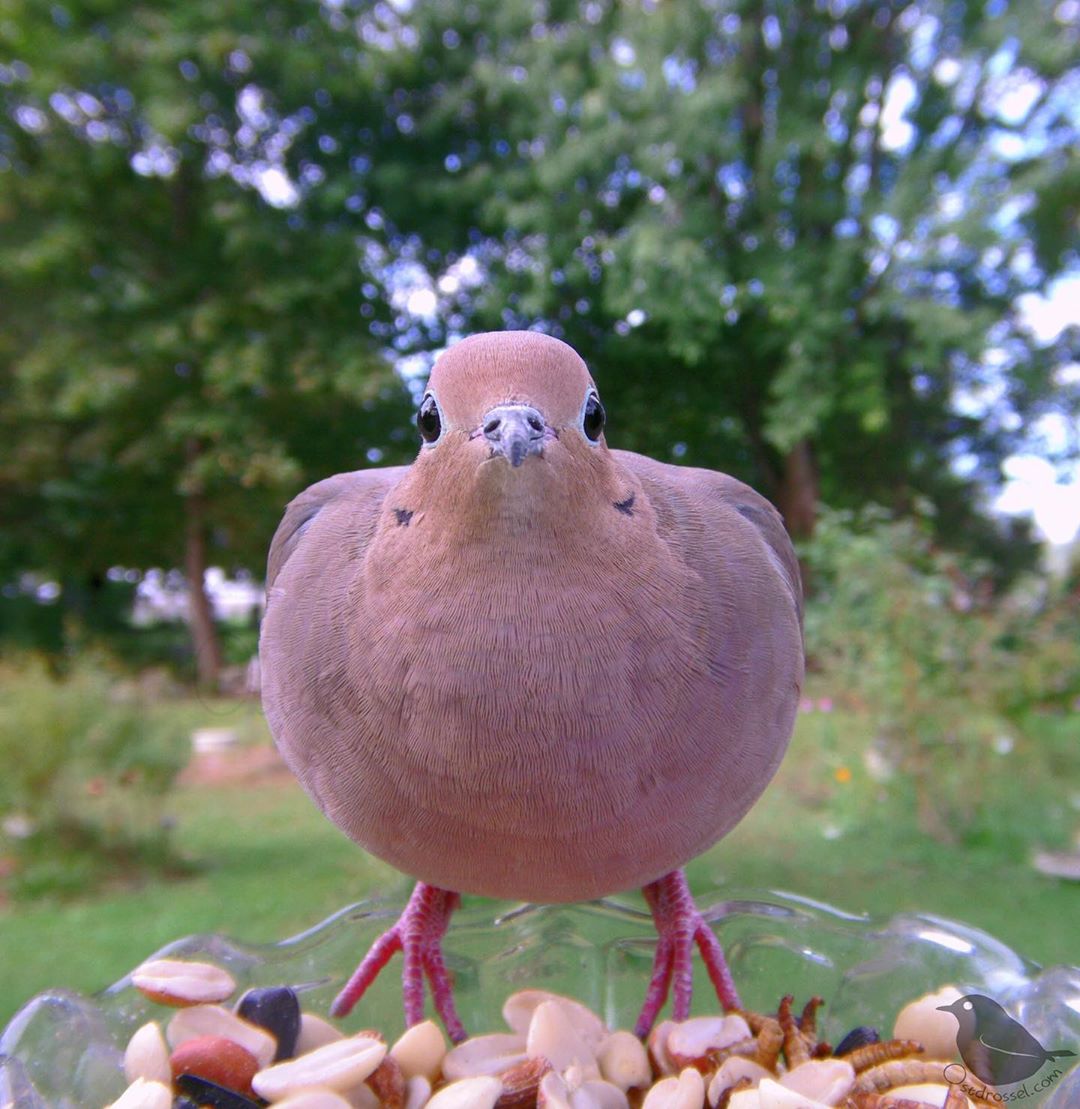 Woman Sets Up A Bird Feeder Cam To Capture Different Types Of Beautiful