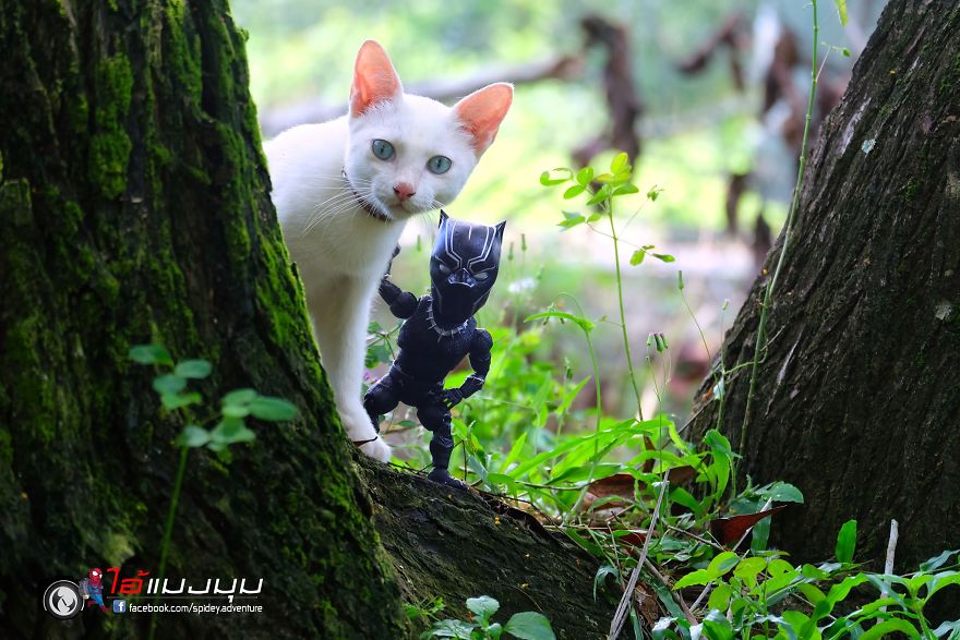 See The Adventures Of A Mini Spiderman With Lovely Cats Created By A Thai Artist