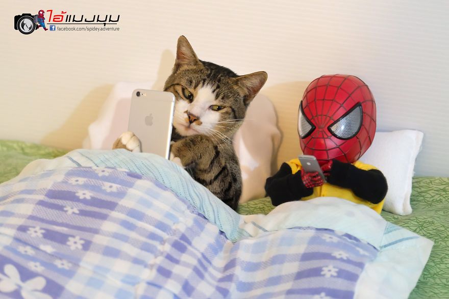 See The Adventures Of A Mini Spiderman With Lovely Cats Created By A Thai Artist