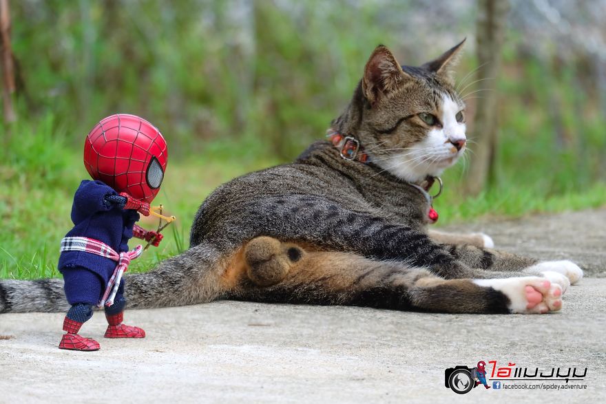 See The Adventures Of A Mini Spiderman With Lovely Cats Created By A Thai Artist