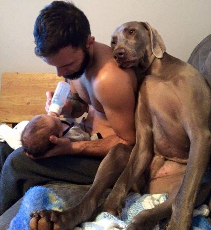 24 Dogs Who Love Their Humans So Much, Their Gazes Are Worth a Million Words