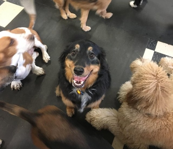 24 Dogs Who Love Their Humans So Much, Their Gazes Are Worth a Million Words