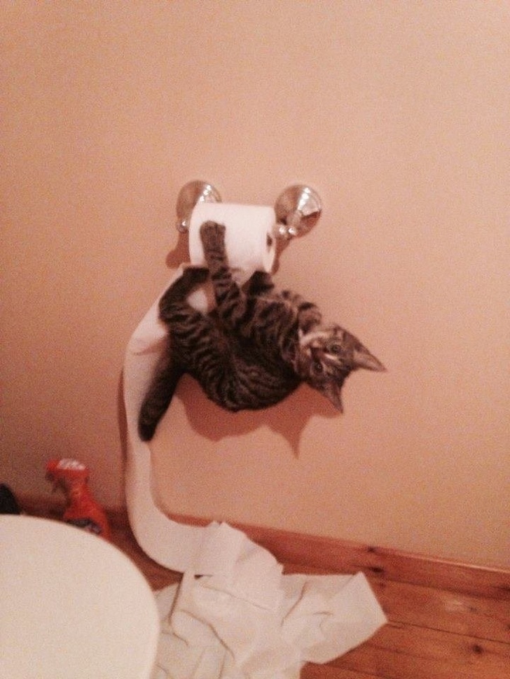 20+ Cats Who Are Good at Being Monsters