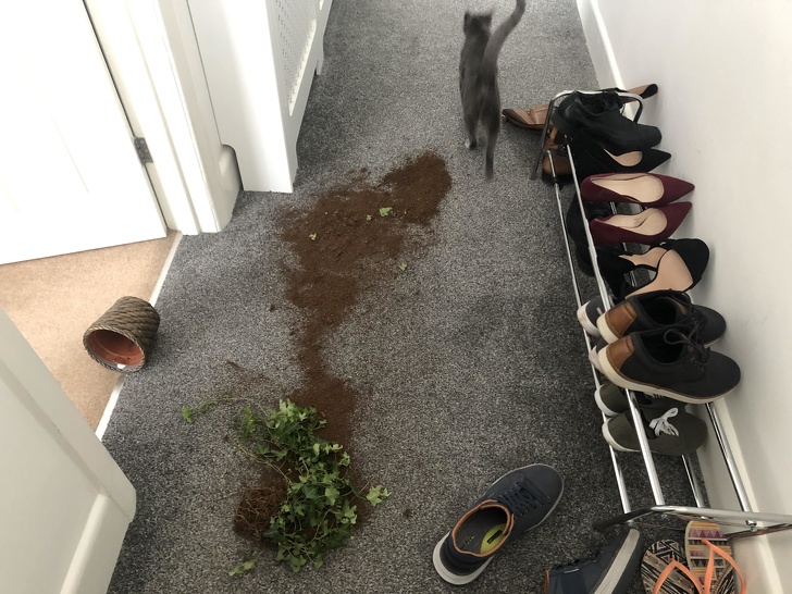 20+ Cats Who Are Good at Being Monsters