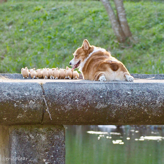 Corgi-Adventures-Ericobear