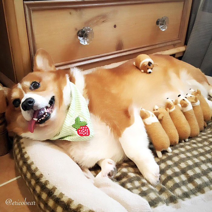 Corgi-Adventures-Ericobear