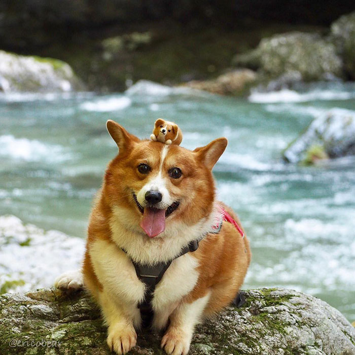 Corgi-Adventures-Ericobear