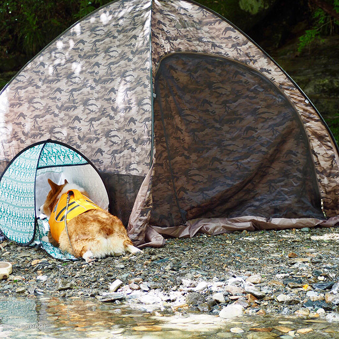 Corgi-Adventures-Ericobear