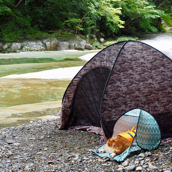 Corgi-Adventures-Ericobear