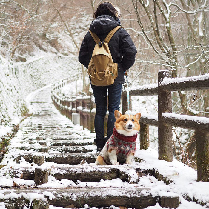 Corgi-Adventures-Ericobear