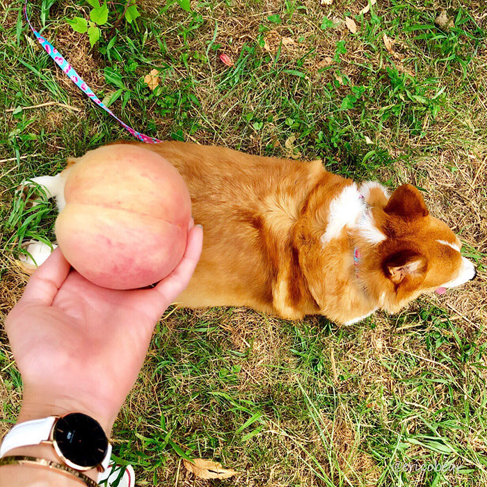 Corgi-Adventures-Ericobear