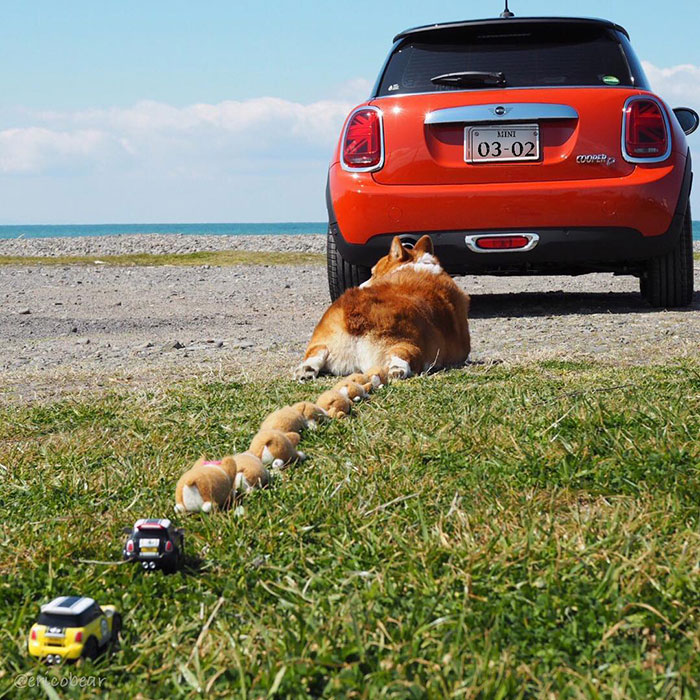 Corgi-Adventures-Ericobear