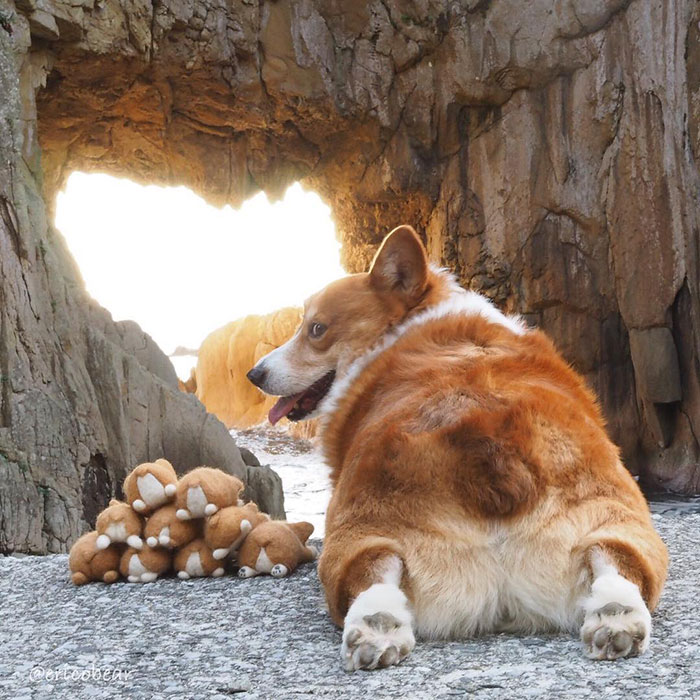 Corgi-Adventures-Ericobear