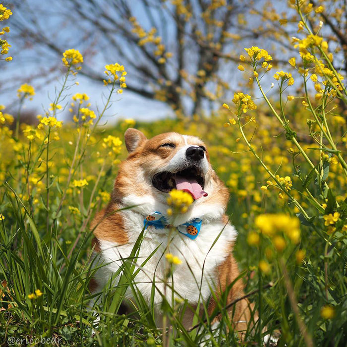 Corgi-Adventures-Ericobear