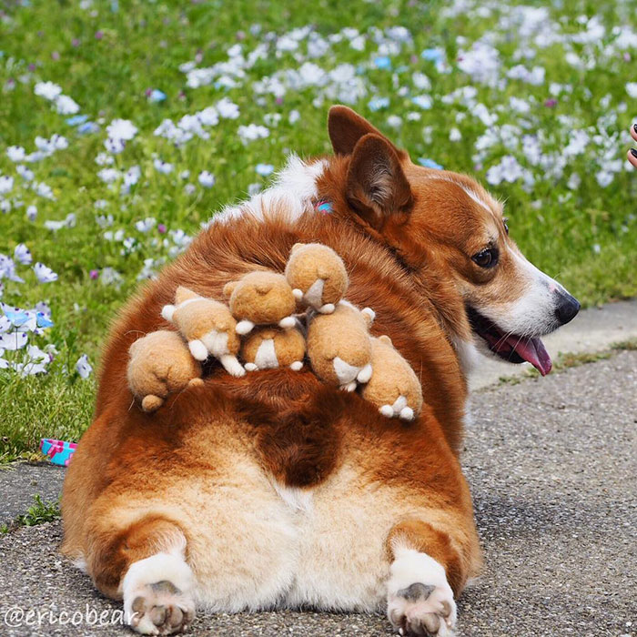 Corgi-Adventures-Ericobear