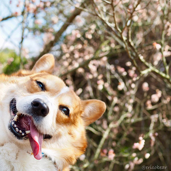 Corgi-Adventures-Ericobear