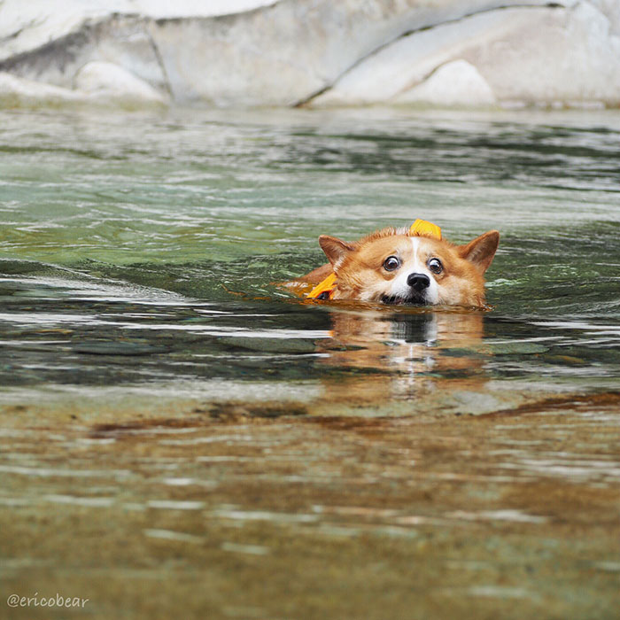 Corgi-Adventures-Ericobear
