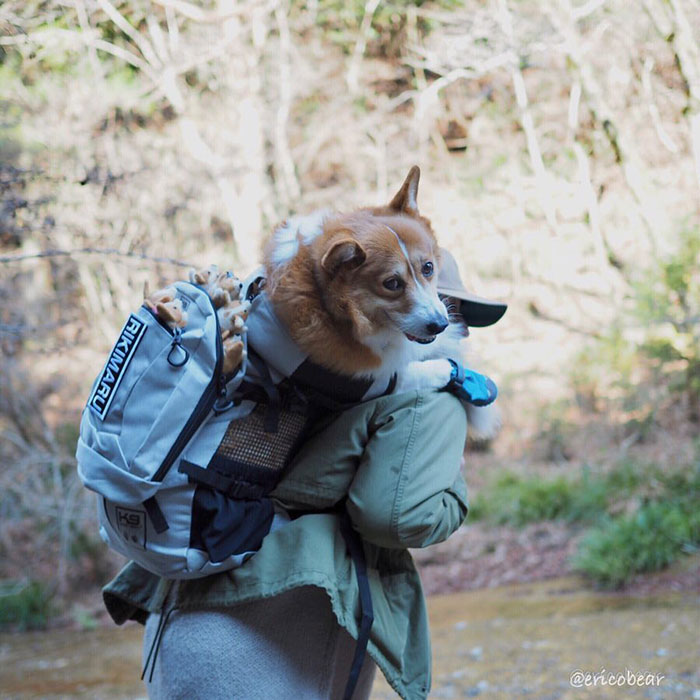 Corgi-Adventures-Ericobear