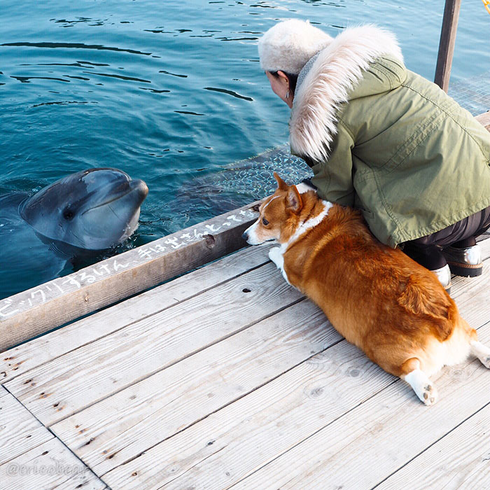 Corgi-Adventures-Ericobear