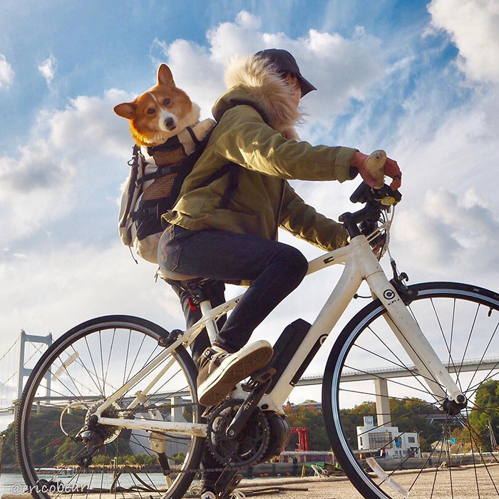 Corgi-Adventures-Ericobear