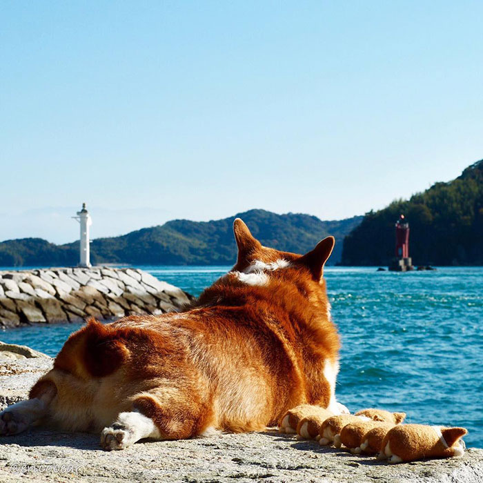 Corgi-Adventures-Ericobear