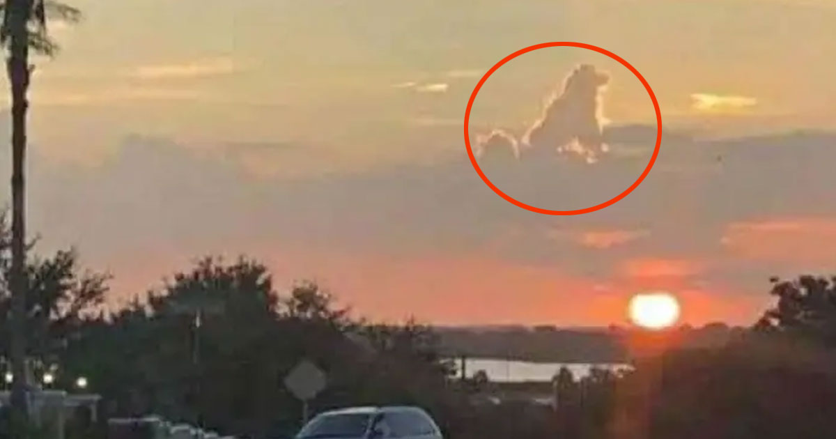 someone-spotted-a-cloud-shaped-exactly-like-a-dog-in-the-sky-small-joys