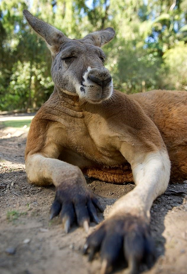Muscular Kangaroo With A 'Bad Attitude' Continues To Bully People And