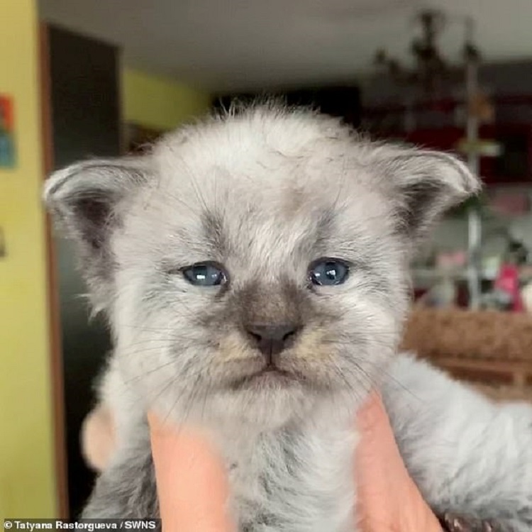 A Woman Used Selective Breeding To Produce Cats With Recognizable Human Faces Small Joys