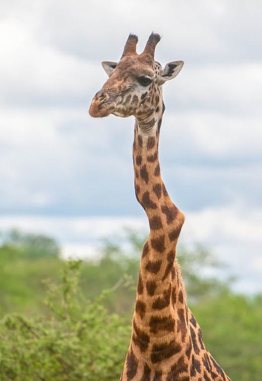 Giraffe Appears To Accept His Wonkey Neck After An Injury Or Condition ...