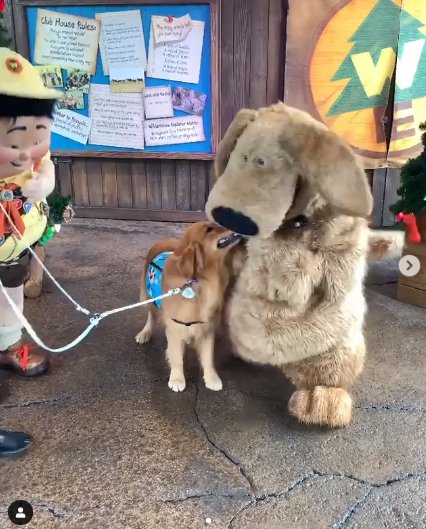 Golden Retriever Had Adorable Encounter With Dug From Up At Disney ...