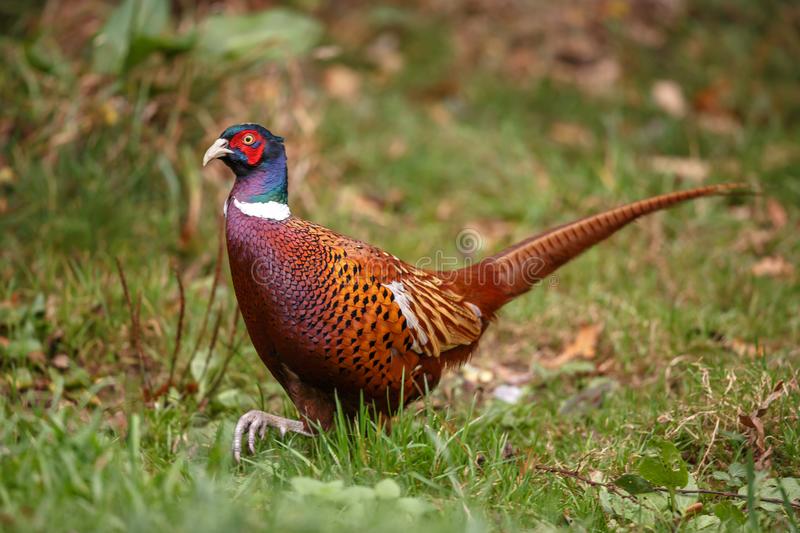 Dog Walker Filmed Rare Albino Pheasant Strolling Around A Garden ...