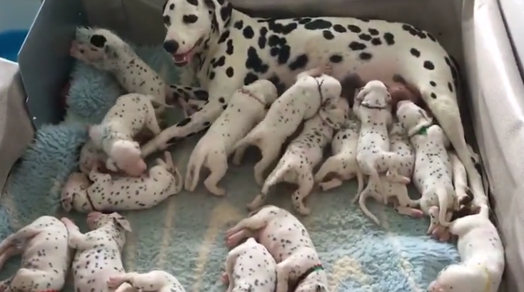 Une Dalmatienne A Donne Naissance A 18 Adorables Bebes Vonjour