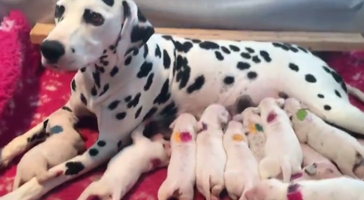 Dalmatian Mother Gave Birth To 18 Adorable Babies At Once Small Joys