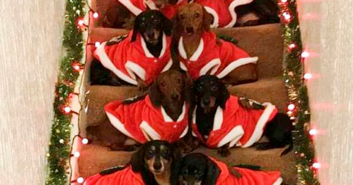 Dog Owner Lined Up His 17 Dachshunds In Festive Jumpers To Pose For