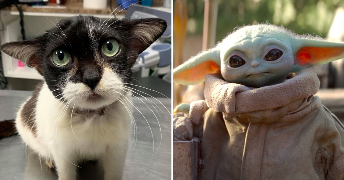 Photos Of Adorable Kitty Who Looks Like Baby Yoda Have Gone Viral ...