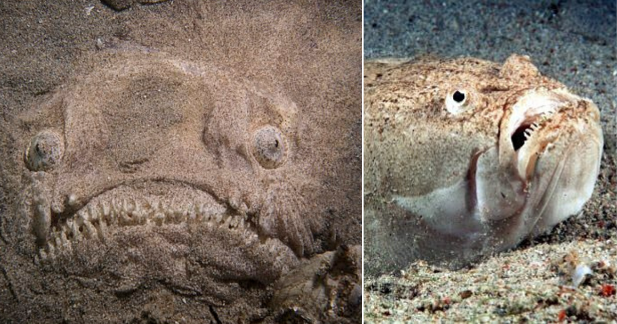 Diver Was Scared At The Sight Of A Bizarre Sandy Fish - Small Joys