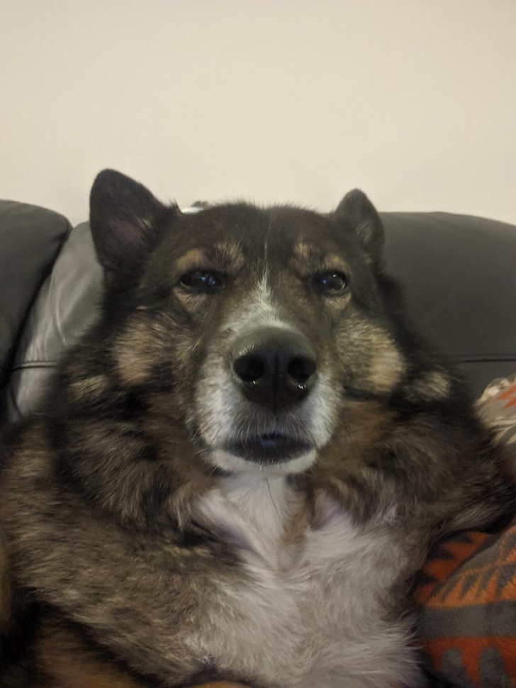 20+ Pictures That Prove Animals Have More in Common With Humans Than We Thought