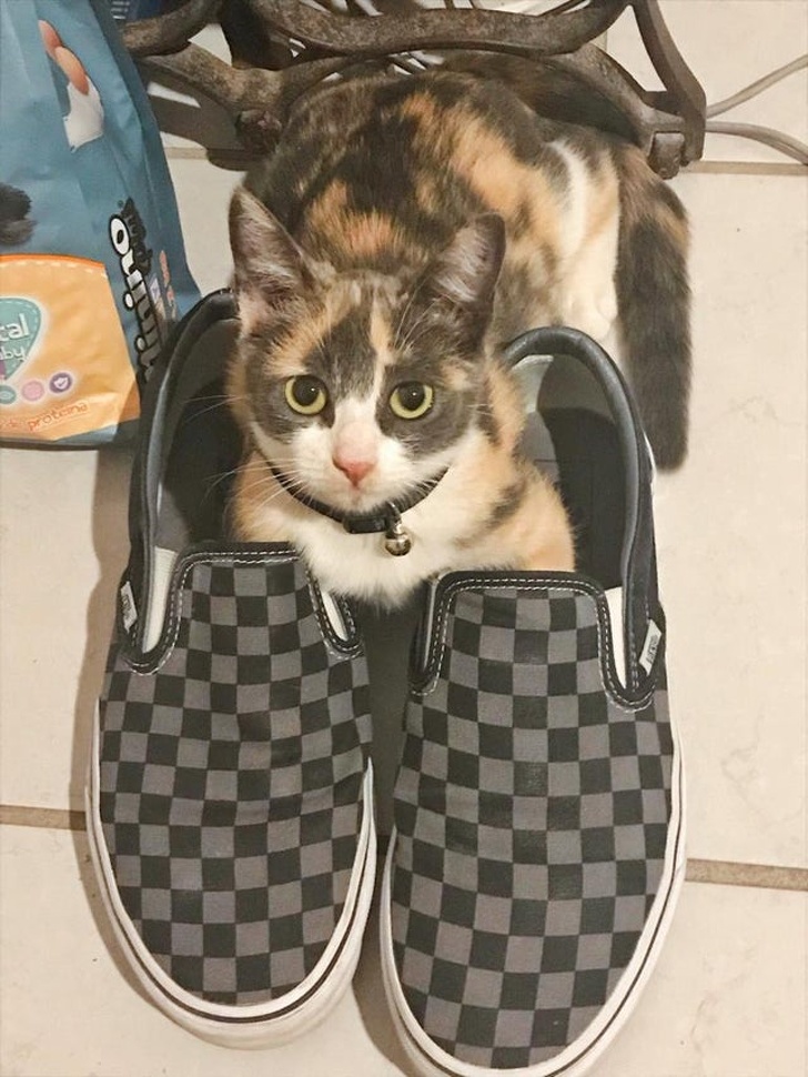 20+ Pictures That Prove Animals Have More in Common With Humans Than We Thought