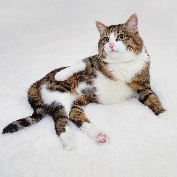 20+ Pictures That Prove Animals Have More in Common With Humans Than We Thought