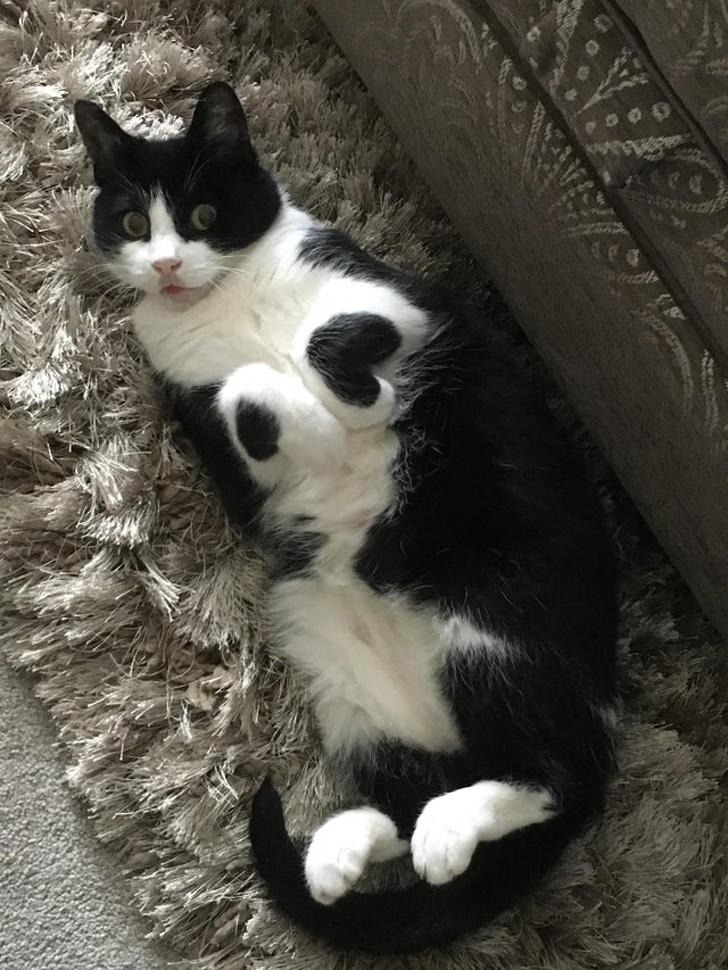 20+ Pictures That Prove Animals Have More in Common With Humans Than We Thought