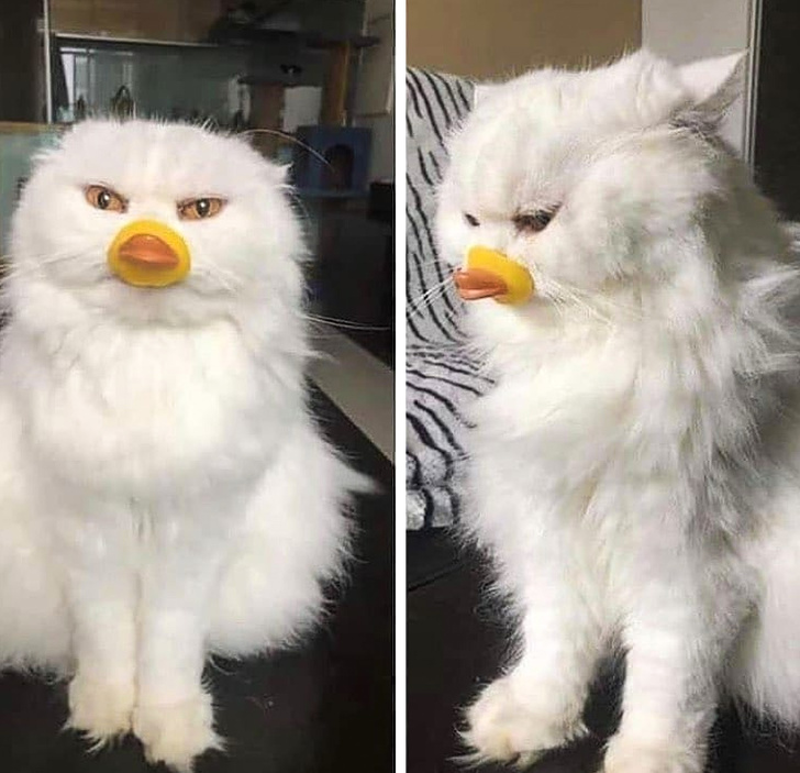 20+ Pictures That Prove Animals Have More in Common With Humans Than We Thought