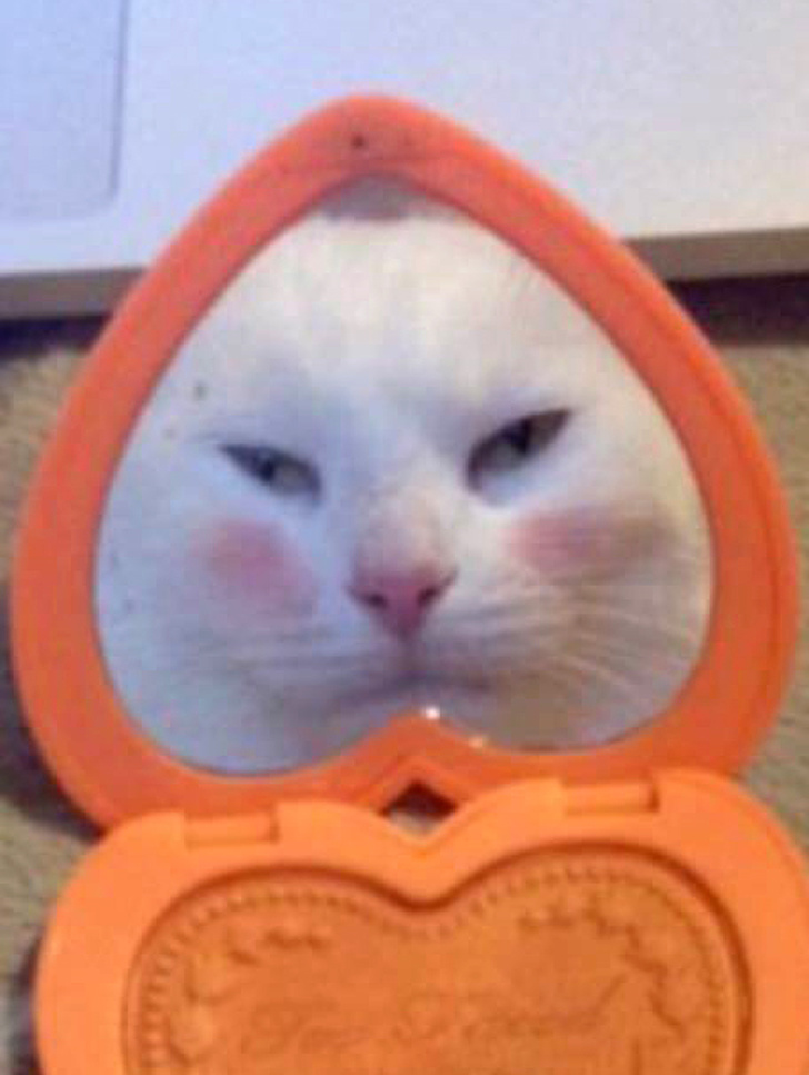 20+ Pictures That Prove Animals Have More in Common With Humans Than We Thought