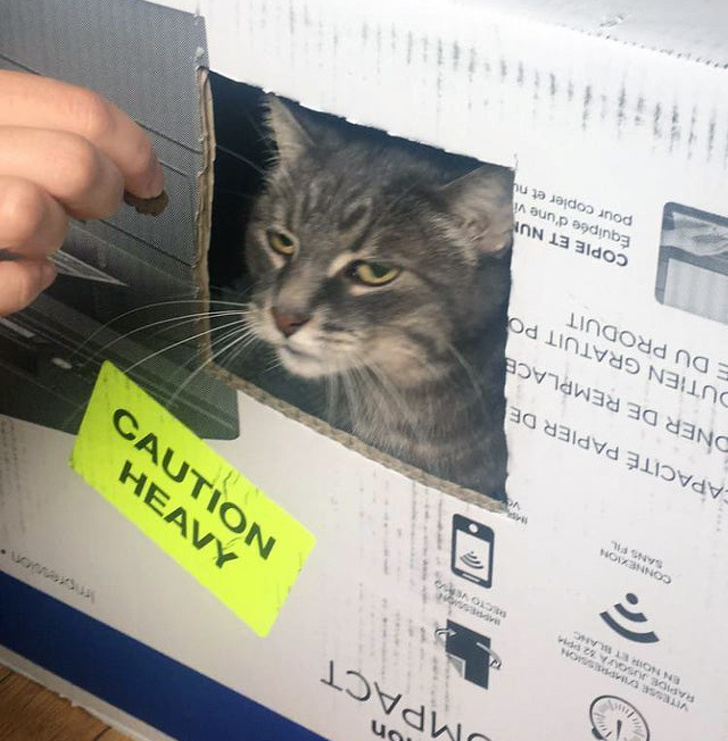 20+ Pictures That Prove Animals Have More in Common With Humans Than We Thought