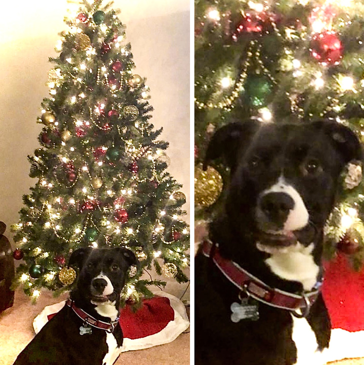 20+ Pictures That Prove Animals Have More in Common With Humans Than We Thought