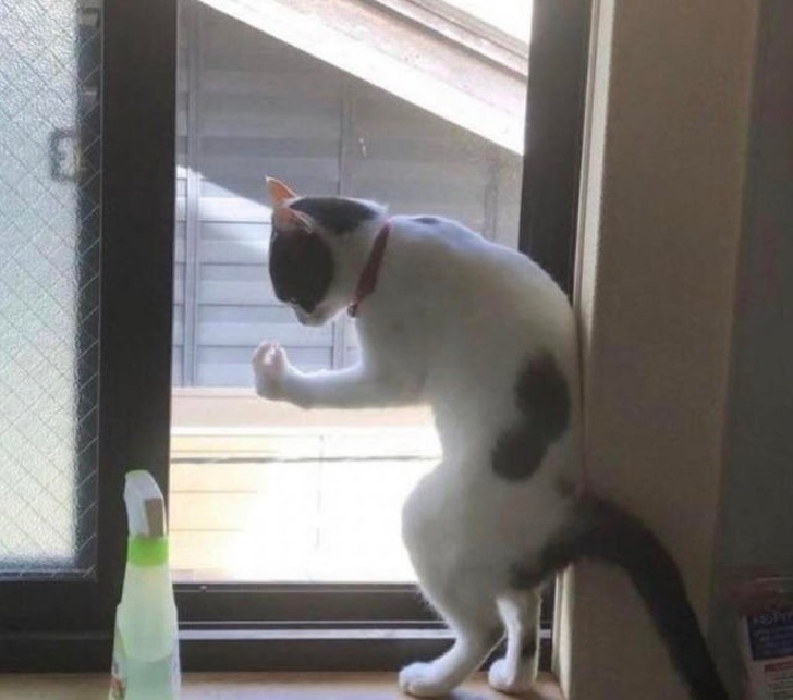 20+ Pictures That Prove Animals Have More in Common With Humans Than We Thought