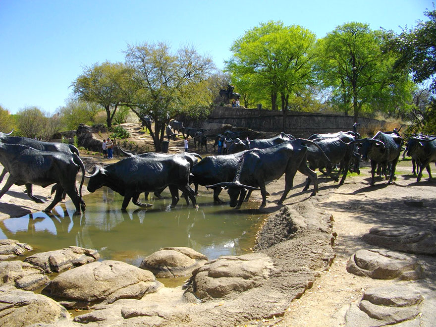 Cattle Drive, Dallas, Texas, Usa