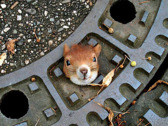 A Squirrel Stuck In A Manhole Cover On A Street In Isernhagen, Germany. The Squirrel Had To Be Rescued By The Police A Squirrel Stuck In A Manhole Cover On A Street In Isernhagen, Germany. The Squirrel Had To Be Rescued By The Police