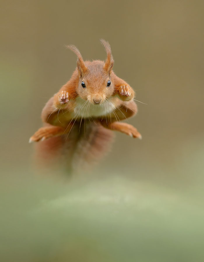 The New Superman! The New Superman!