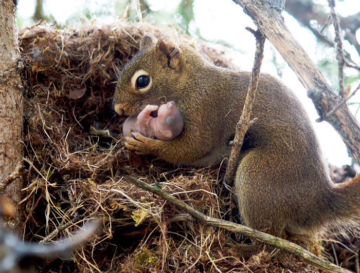 Squirrel Mom With The Baby Squirrel Mom With The Baby